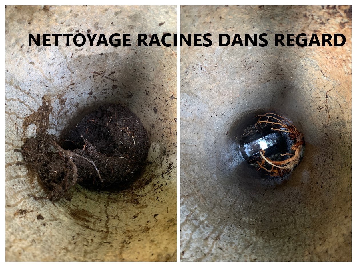 Deracinage regard